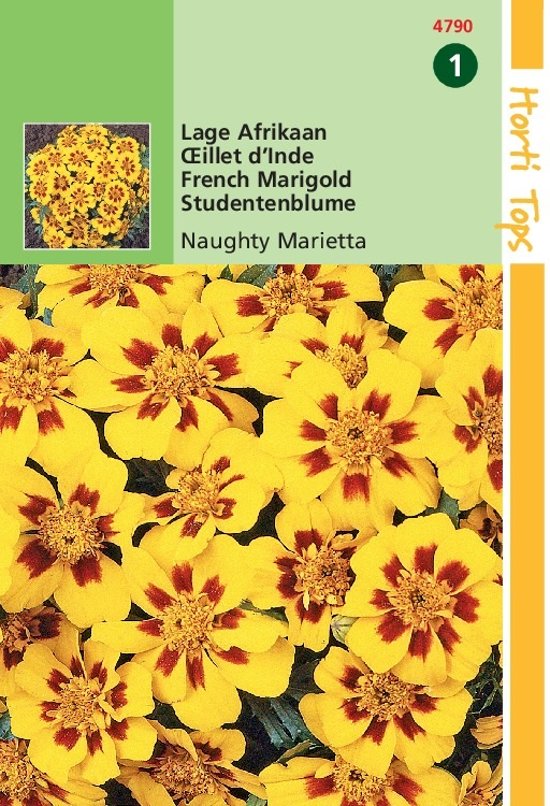 African Marigold Naughty Marietta (Tagetes patula)